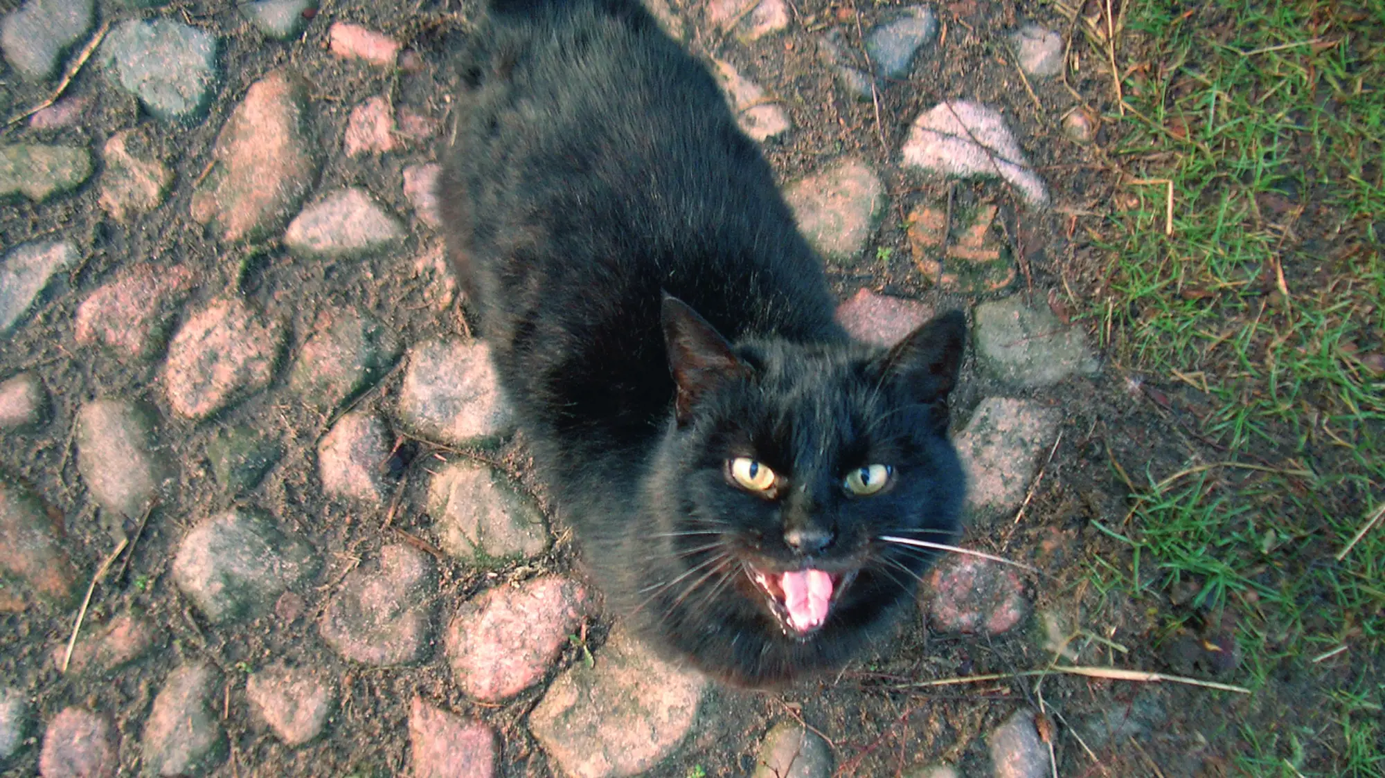 142-tiere_3_foto_gernot_nalbach