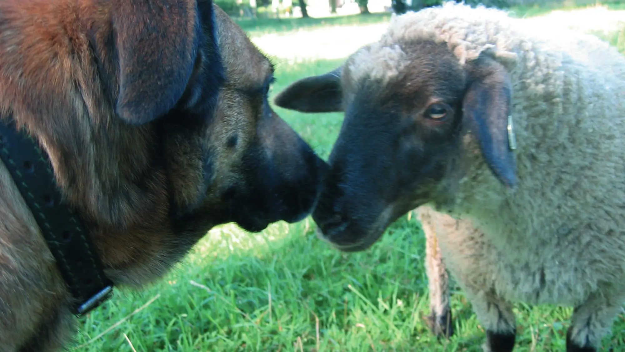 142-tiere_2_foto_gernot_nalbach